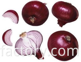 Exporters fresh market prices red onion for importers